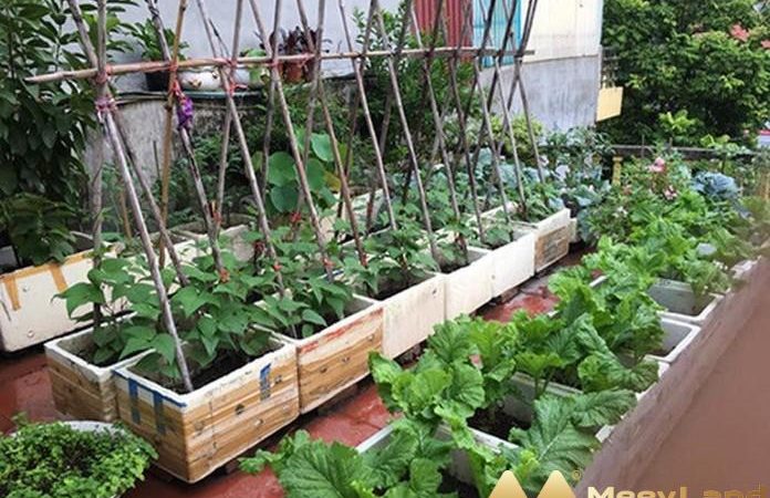 Kinh nghiệm trồng rau hữu cơ trên sân thượng chi tiết nhất